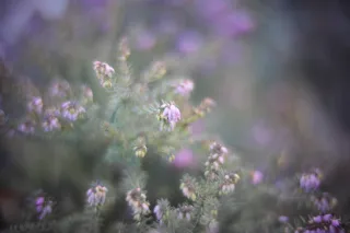 KOWA SUPER PROMINAR-16 50mm f1.2 Eiki 16mm (DIY) - 00002016.webp