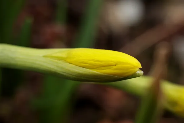 Canon Macro Lens FD 50mm f3.5 S.S.C. (FD) - 00005254.webp