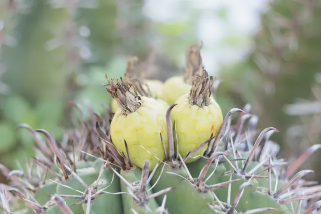 Zenith Helios-77M-4 50mm f1.8 VOMZ (M42) - 00002675.webp