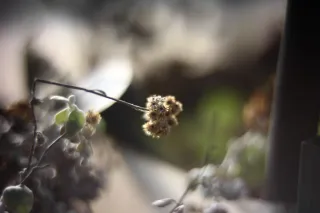 KOWA SUPER PROMINAR-16 50mm f1.2 Eiki 16mm (DIY) - 00002034.webp