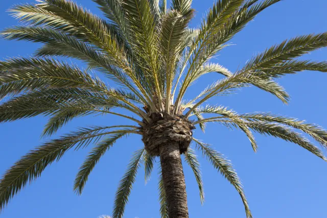 Tamron 28-300mm F3.5-6.3 (EF) - 00001070.webp