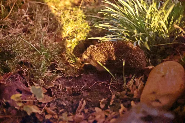 Canon FD 50mm f1.4 SSC (FD) - 00005559.webp