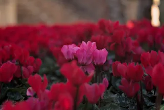 Zenith Helios-77M-4 50mm f1.8 VOMZ (M42) - 00000977.webp