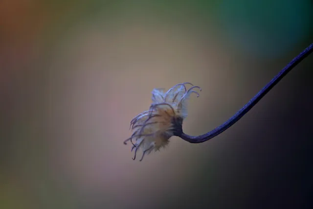 Feinmess Dresden Bonotar 105mm f4.5 V (M42) - 00005173.webp