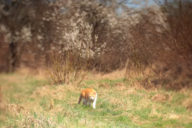 Helios 100mm f2 Mini Cyclop (M42) - z noktowizora - 00005680.webp