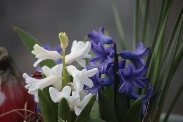 Vivitar Series 1 70-210mm f3.5 VMC V2 (Olympus OM) - 00005551.webp