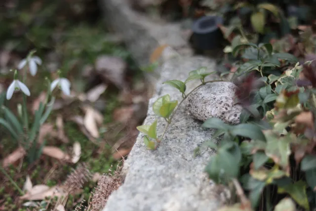 Fujinon 55mm f2.2 (M42) - 00005083.webp