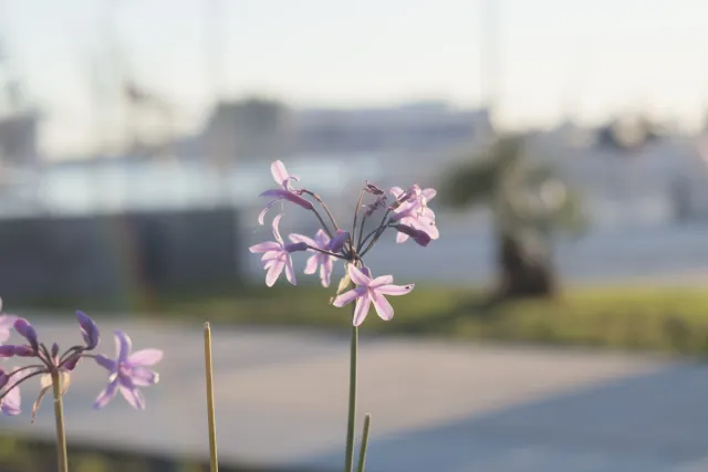 Industar-50-2 50mm f3.5 (M42) - 00002422.webp