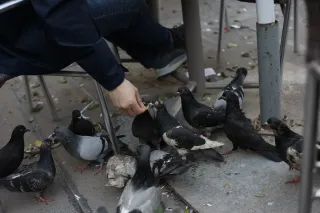 Carl Zeiss Jena DDR Pancolar Electric 50mm f1.8 (M42) - 00003469.webp