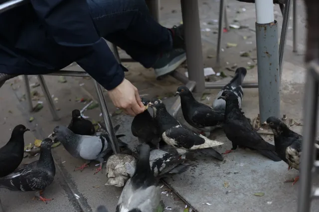 Carl Zeiss Jena DDR Pancolar Electric 50mm f1.8 (M42) - 00003469.webp