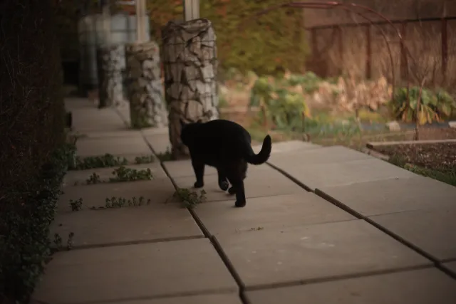 Yashica Lens DSB 55mm f2 (CY) - 00005402.webp