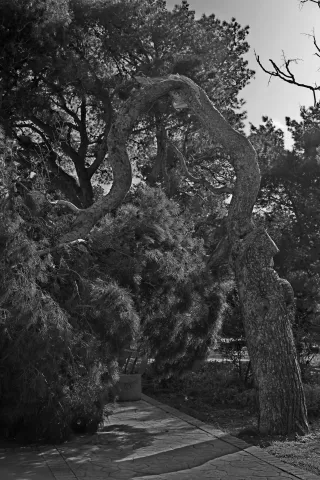 Carl Zeiss Jena DDR Pancolar Electric 50mm f1.8 (M42) - 00003622.webp