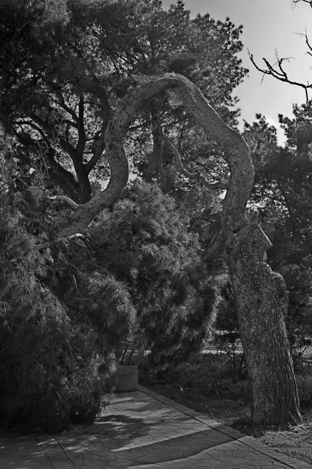 Carl Zeiss Jena DDR Pancolar Electric 50mm f1.8 (M42) - 00003622.webp