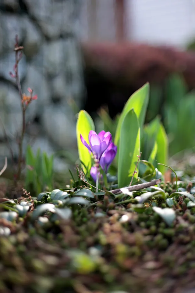 Nikkor-H Auto 50mm f2 (Nikon F) - 00005367.webp