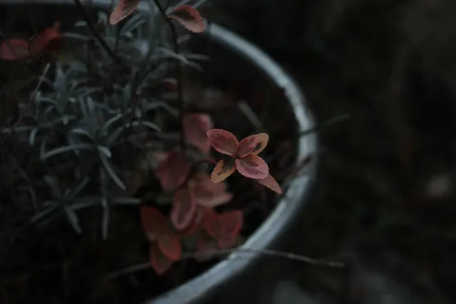 Kilfitt Makro-Kilar D f2.8 40mm (EXA) - 00004868.webp