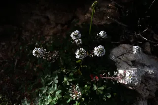 Carl Zeiss Flektogon f4 20mm (m42).md - 00004594.webp