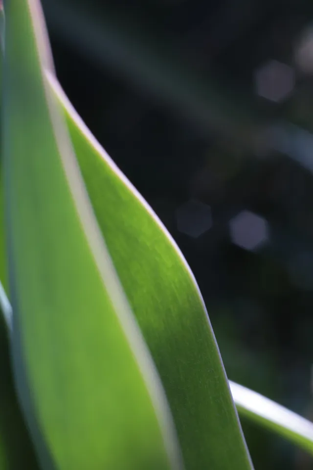 Yashica Lens ML 50mm f1.9 (CY) - 00005364.webp