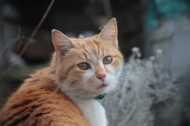 Formula 5 Gold Crown Macro Zoom 60-150mm f4 MC (M42) - 00005029.webp