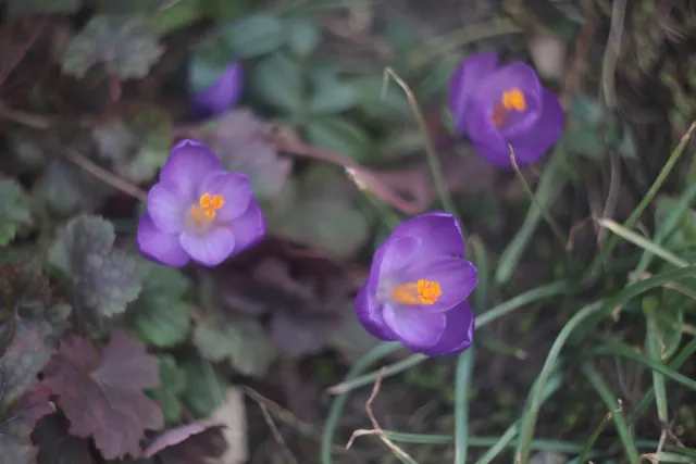 Helios 44-2 (M42) - 00005118.webp