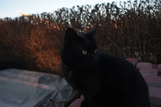 Yashica Lens ML 28mm f2.8 (CY) - 00004949.webp