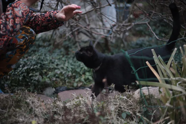 Yashica Lens DSB 55mm f2 (CY) - 00005216.webp