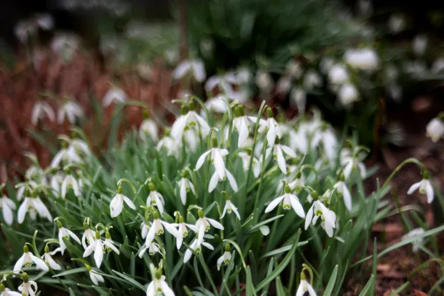 Fujinon 55mm f2.2 (M42) - 00005082.webp