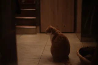 Ricoh Rikenon 50mm f1.4 (Pentax-K) - 00001798.webp