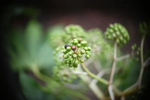 Simplex Ampro Ltd 2.5cala (63.5mm) f1.8 16mm (DIY) - 00002878.webp