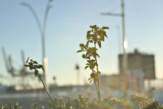 Zenith Helios-77M-4 50mm f1.8 VOMZ (M42) - 00000680.webp