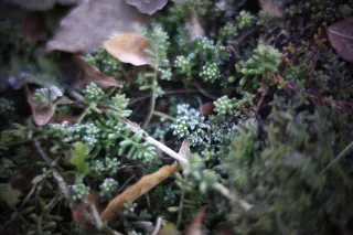 KOWA SUPER PROMINAR-16 50mm f1.2 Eiki 16mm (DIY) - 00002021.webp