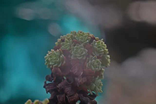 Helios 44-2 (M42) - 00005119.webp