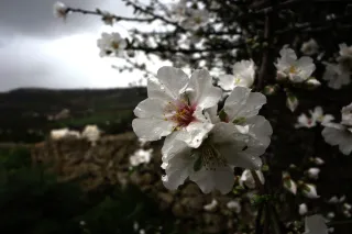 Carl Zeiss Flektogon f4 20mm (m42).md - 00004444.webp