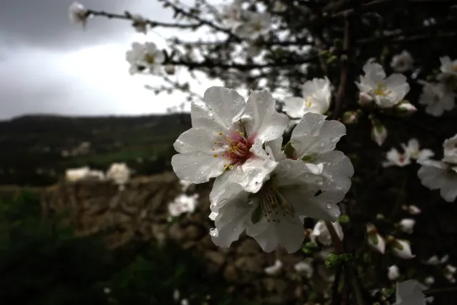 Carl Zeiss Flektogon f4 20mm (m42).md - 00004444.webp