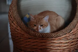 Rollei Planar 50mm f1.8 HFT C (QBM) - 00001572.webp