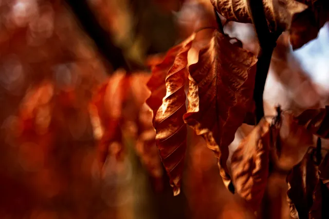 Kilfitt Makro-Kilar D f2.8 40mm (EXA) - 00005316.webp