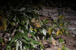 Auto Exaktar EEM 35mm f2.8 ( Minolta MD) - 00003133.webp