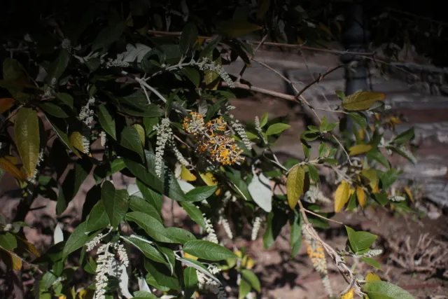 Auto Exaktar EEM 35mm f2.8 ( Minolta MD) - 00003133.webp