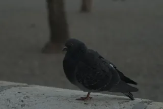 Zenith Helios-77M-4 50mm f1.8 VOMZ (M42) - 00000690.webp