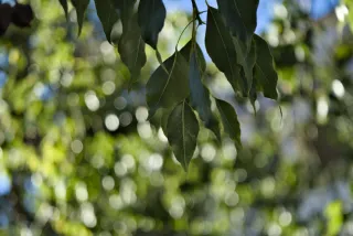 Industar-50-2 50mm f3.5 (M42) - 00001293.webp