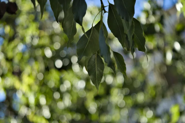 Industar-50-2 50mm f3.5 (M42) - 00001293.webp