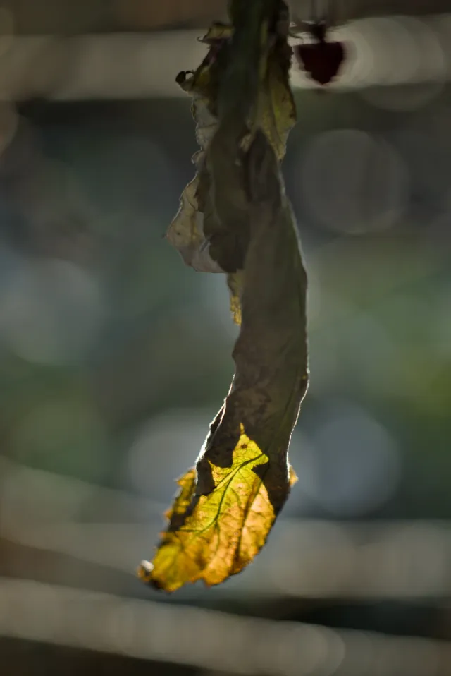 P.Angenieux Paris F.100mm.(M42) - 00000017.webp