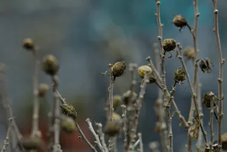 Carl Zeiss Jena Sonnar 180mm f2.8 MC (P6) - 00001522.webp