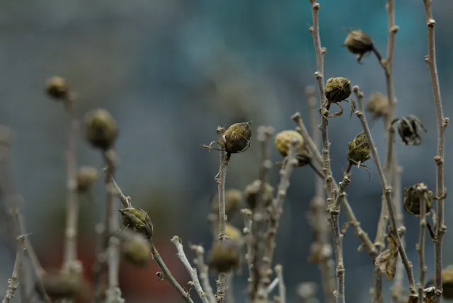 Carl Zeiss Jena Sonnar 180mm f2.8 MC (P6) - 00001522.webp