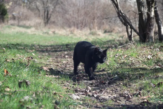 Vivitar Series 1 28-105mm f2.8-3.8 VMC Macro (Olympus OM) - 00005510.webp