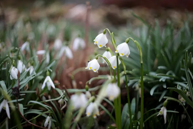 Yashica Lens DSB 55mm f2 (CY) - 00005224.webp