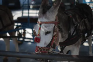 Minolta MC Rokkor-PF 55mm f1.7 (Minolta MCMD) - 00003086.webp