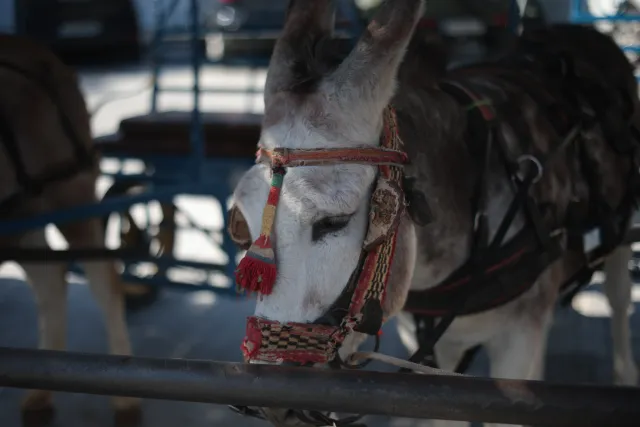 Minolta MC Rokkor-PF 55mm f1.7 (Minolta MCMD) - 00003086.webp