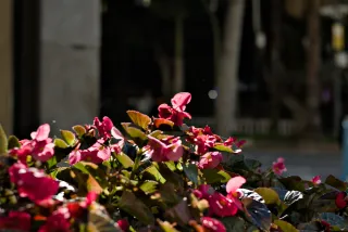 Zenith Helios-77M-4 50mm f1.8 VOMZ (M42) - 00001025.webp