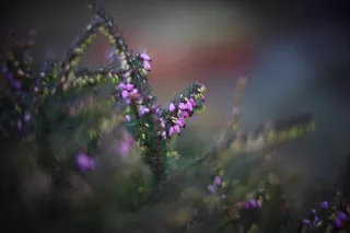 KOWA SUPER PROMINAR-16 50mm f1.2 Eiki 16mm (DIY) - 00001965.webp