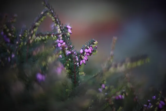 KOWA SUPER PROMINAR-16 50mm f1.2 Eiki 16mm (DIY) - 00001965.webp